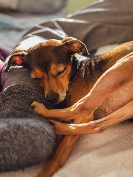 istock Miniature pinscher resting in a funny pose. 1365152321