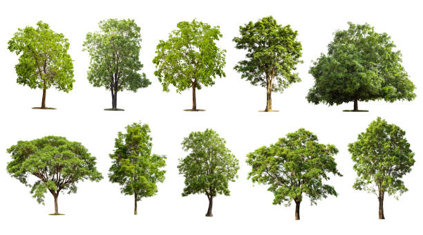 흰색 배경, 열대 녹색 나무 개체에 격리 된 컬렉션 트리 설정 - maple leaf green isolated 뉴스 사진 이미지