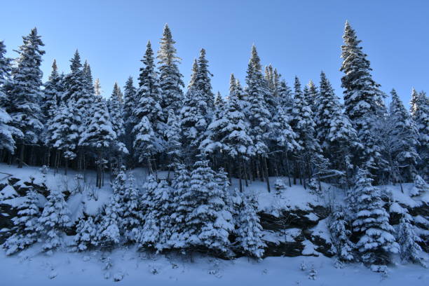Un ciel bleu Snowy spruce trees under a blue sky, Quebec, Canada ciel bleu stock pictures, royalty-free photos & images