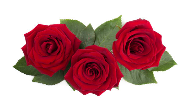 istock Red rose flowers and leaves on white 1365154127