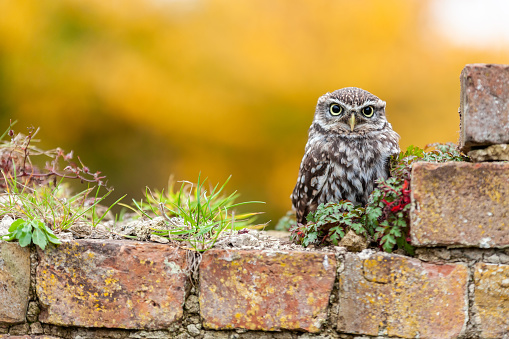 A Little Owl sitting alone on a wall