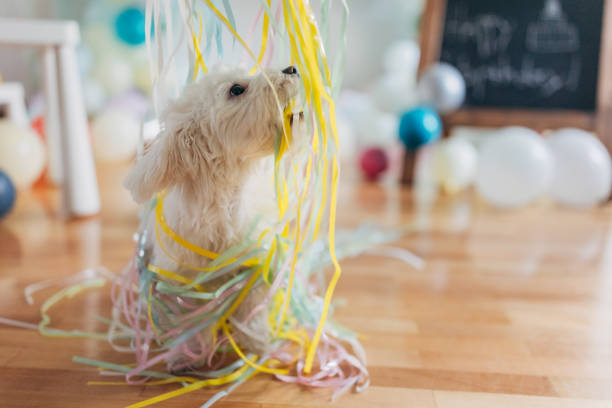 Little maltese dog playing with party decoration