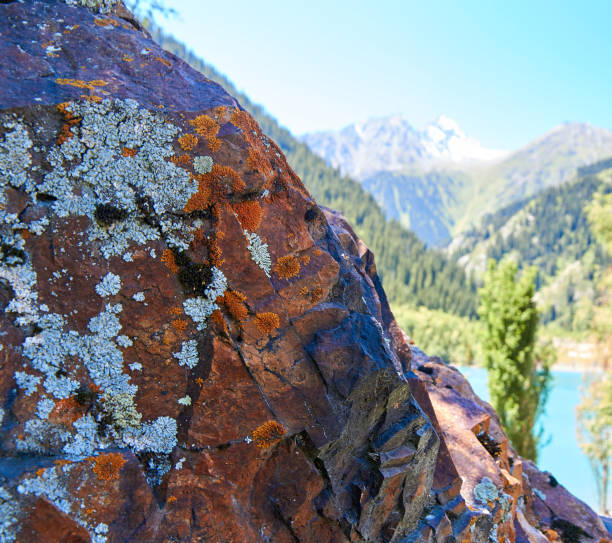 rock stone overgrown with moss and lichen. selective focus on foreground and blurred background