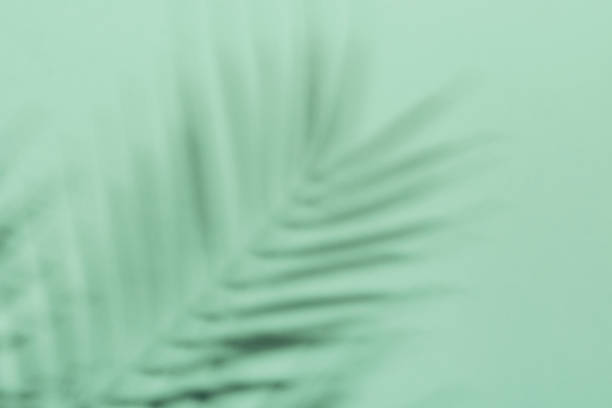 istock Natural palm leaves shadow on gradient paper background. Abstract blue and mint tropical backdrop. Soft light 1365156268
