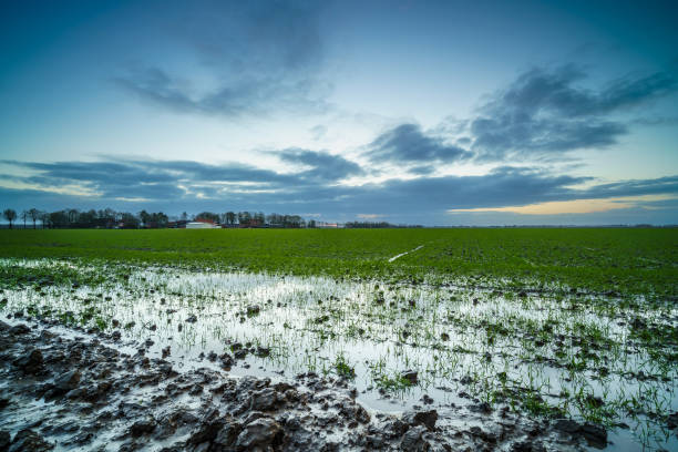 istock Wet arable land with puddles of rain during sunset 1365157722