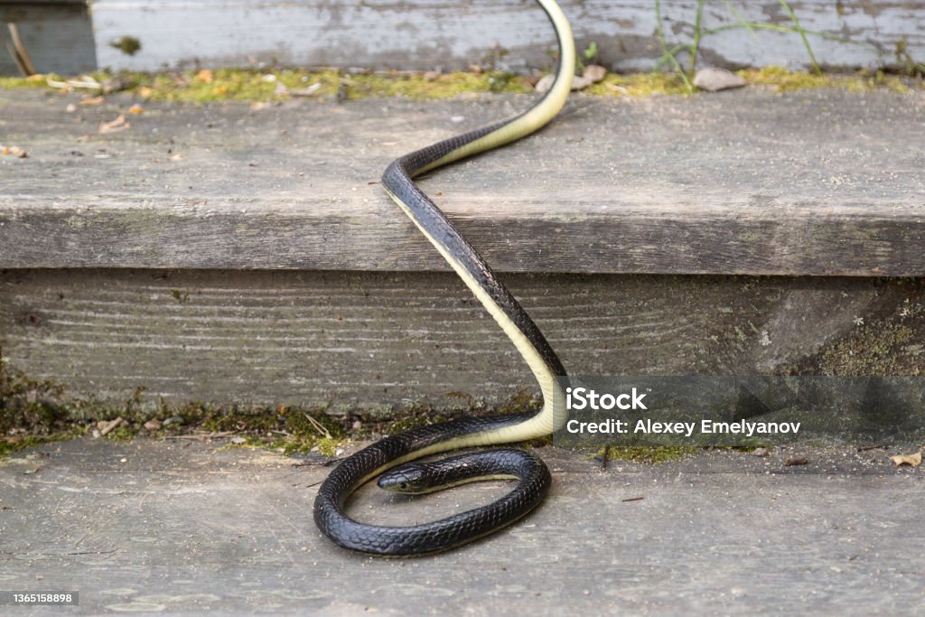 A black poisonous snake near the house on an old wooden staircase A black poisonous snake near the house on an old wooden staircase. Snake Stock Photo