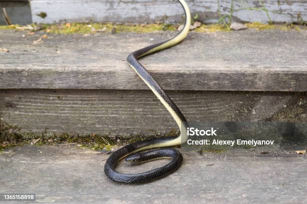 A Black Poisonous Snake Near The House On An Old Wooden Staircase Stock Photo - Download Image Now