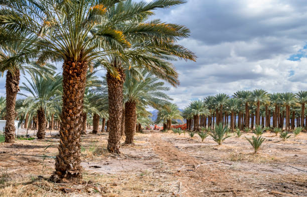 istock Maintenance for different plantations of date palms 1365159235