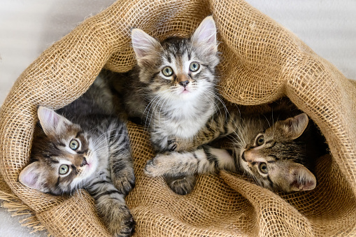 Three kittens are sitting in a canvas bag