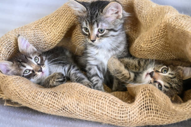 istock Three kittens are sitting in a canvas bag 1365159310