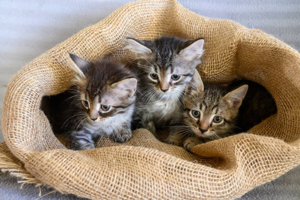 istock Kittens are sitting in a canvas bag 1365159349