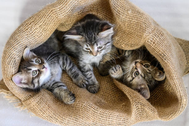 istock Three kittens are sitting in a canvas bag 1365159439