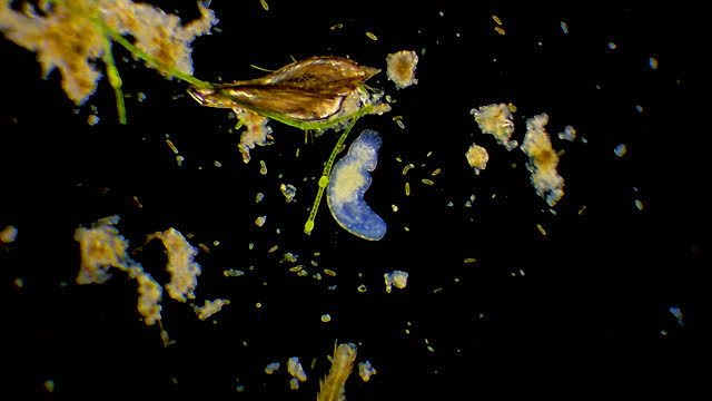 Planarian worm crawling in pond water