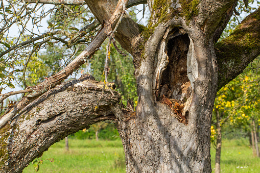 Old apple tree with broken branch. In the tree trunk there is a hole that serves as a shelter for animals.