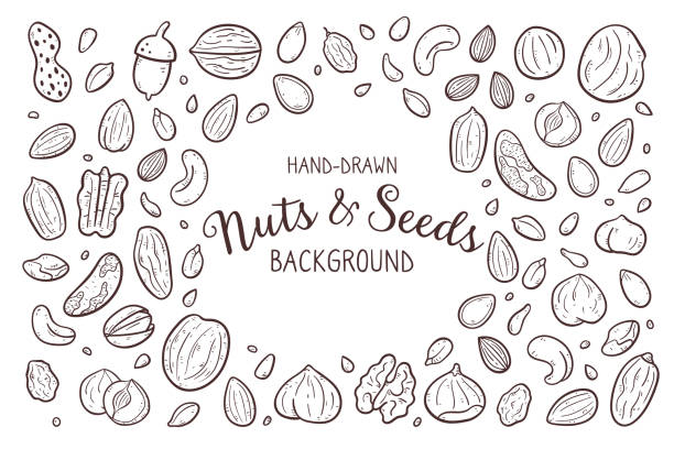 Doodle Nuts & Seeds Background Hand drawn nuts and seeds background. Food ingredients for cooking illustration. Isolated doodle icons on white background. Vector illustration. dried fruit stock illustrations