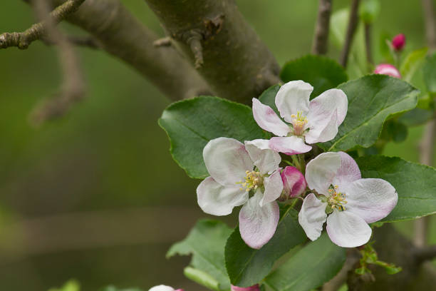 istock three flowers of an apple tree 1365161562