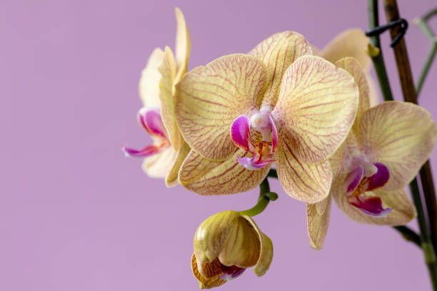 istock Phelaenopsis orchid. Orchid flower on a pink background. Selective focus, close-up, copy space. 1365161937