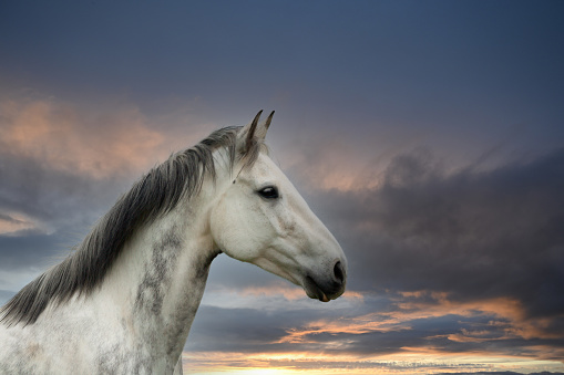 Head shot of beautiful majestic looking grey horse set against a stormy sky.