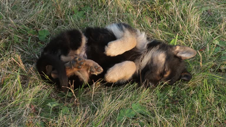 Adorable small puppy laying on its back on autumn evening and sleeping