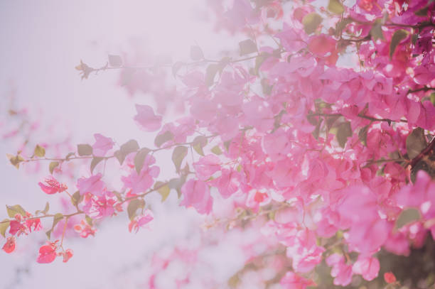 Bougainvillea Wild Flowers over blue sky background with sunlight. Copy Space