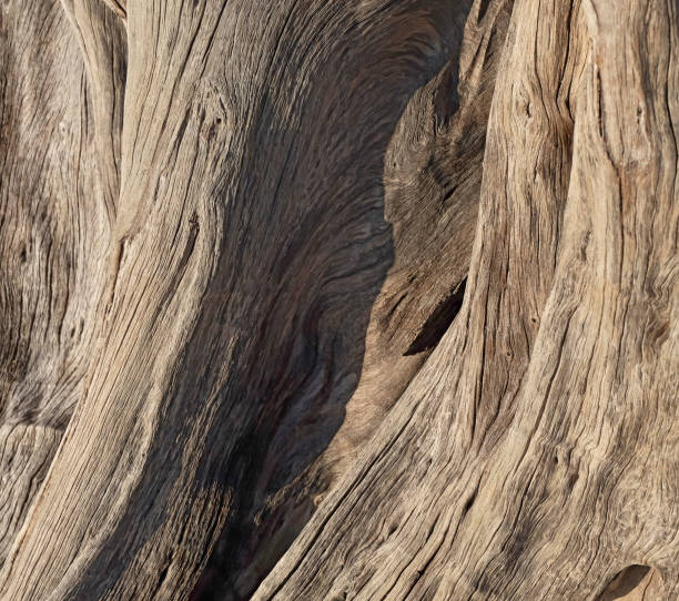 Close-up of driftwood