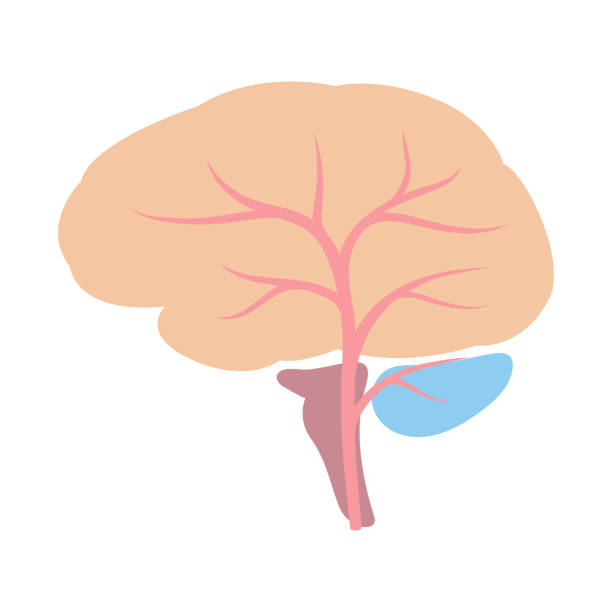 ilustraciones, imágenes clip art, dibujos animados e iconos de stock de ilustración del órgano interno del cerebro. anatomía del cuerpo humano. icono médico y de atención médica. - cerebelo