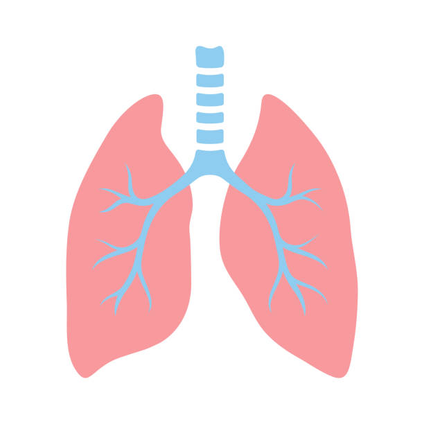 Illustration of lungs internal organ. Human body anatomy. Health care and medical icon. Illustration of lungs internal organ. Human body anatomy. Health care and medical education icon. Oxygen stock illustrations