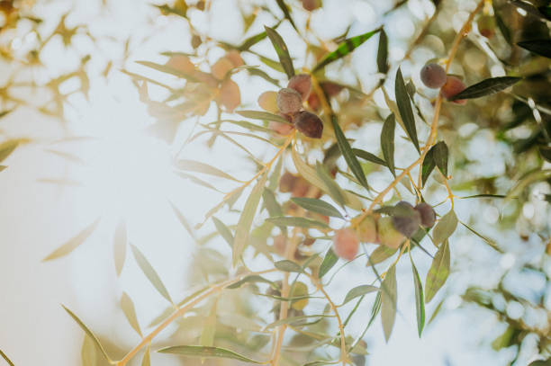 Close-Up of Olives growing on tree in the sun