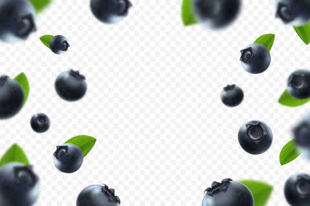 Blueberry background. Fresh berry with green leaves on transparent background. Flying defocusing blueberry berries. 3D realistic fruits. Falling blueberry. Nature product. Vector illustration. Blueberry background. Fresh berry with green leaves on transparent background. Flying defocusing blueberry berries. 3D realistic fruits. Falling blueberry. Nature product. Vector illustration. bilberry fruit stock illustrations