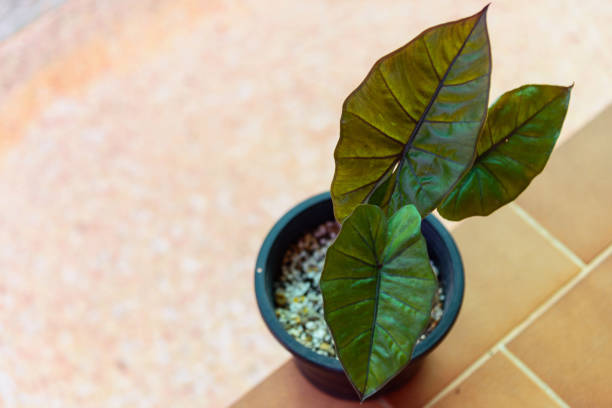 istock Alocasia Plumbea Nigra in black pot 1365167469