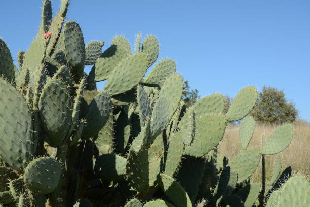 plante de cactus sabra, israël. cactus opuntia avec de grands coussinets plats et des fruits comestibles épineux rouges. fruits de figues de barbarie - prickly pear pad photos et images de collection