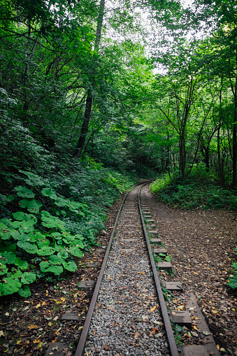 old railway in green forest landscape