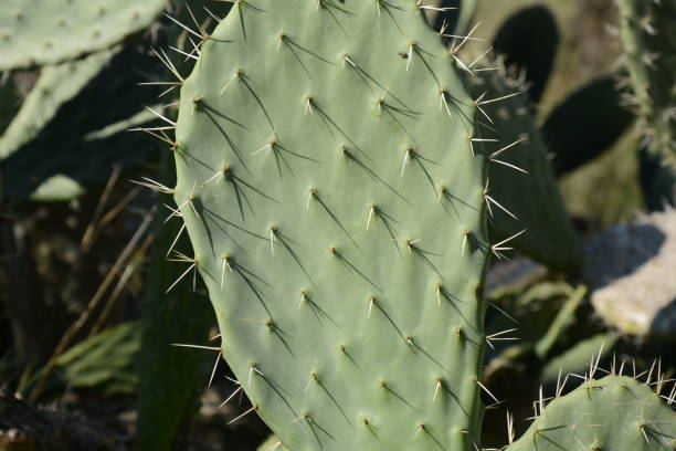 pianta di cactus sabra, israele. cactus opuntia con grandi cuscinetti piatti e frutti commestibili rossi spinosi. fichi d'india frutta - prickly pear pad foto e immagini stock