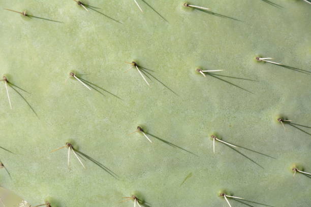 pianta di cactus sabra, israele. cactus opuntia con grandi cuscinetti piatti e frutti commestibili rossi spinosi. fichi d'india frutta - prickly pear pad foto e immagini stock