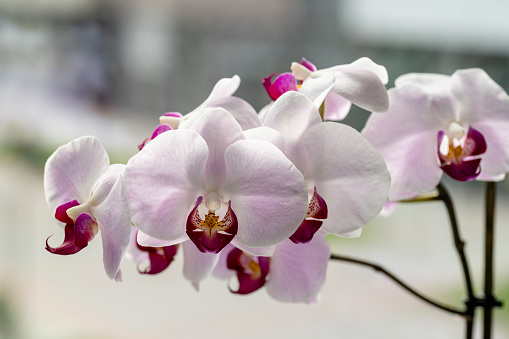 Orchid is a decorative tropical flower. Phalaenopsis orchid looks like a butterfly. Greeting card with orchid flower for the holiday, Women's Day, Flower Card, beauty. Close-up, selective focus. Phalaenopsis orchid flowers in backlight.