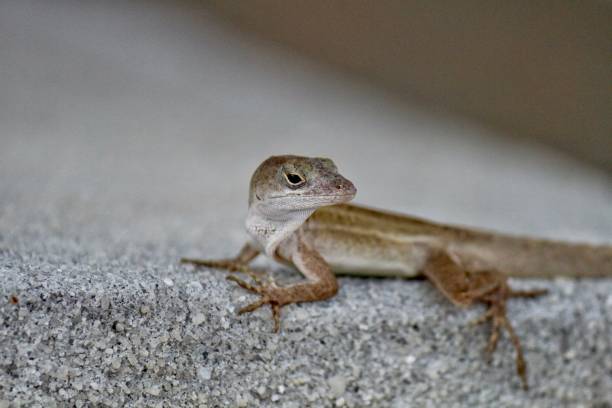 istock Little lizard on stone in mating season 1365168981
