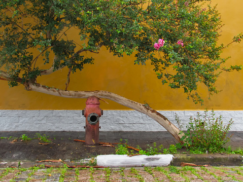 green and blooming guava tree, supported by a red fire hydrant, on a cloudy day - SUZANO, SAO PAULO, BRAZIL.
