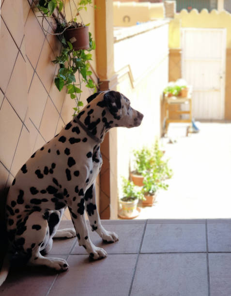 istock Dalmatian Dog Portrait quite waiting return best friend 1365169220