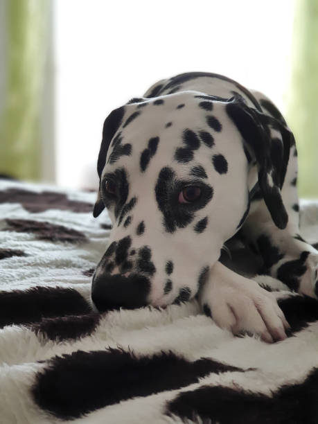 istock Dalmatian Dog quiet in camouflage blanket 1365169221