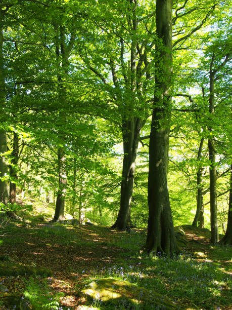 springtime woodland with large beech trees with bright green glowing leaves illuminated by bright morning sunshine and bluebells growing between boulders on the
