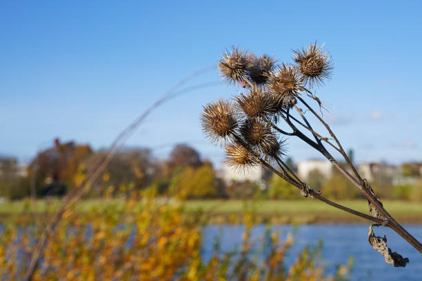 Arctium plant in the autumn