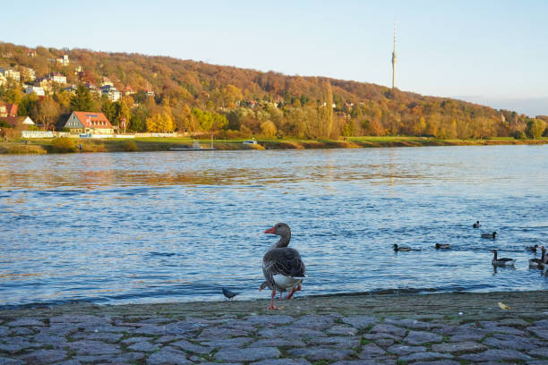 anser anser bird in Dresden Blasewitz