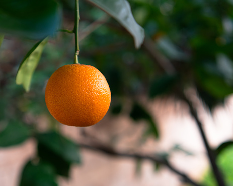 Close up of an orange hanging downwards from  a branch on a blurred garden background