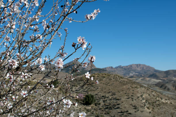 istock Almond Trees Blooming. Almond Tree Blossom in Early Spring or La 1365170639
