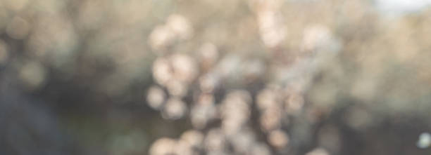 istock Blurry abstract background. Spring flowering branches on a dark background 1365171166