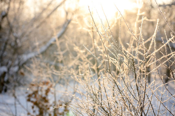 istock Snow covered branch tree against defocused background in sunrise or sunset with sunrays in winter forest. 1365171765