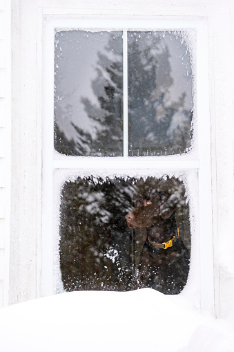 A chocolate Labrador retriever looking out of a window hopefully on a snowy winter day.