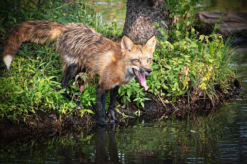 A beautiful red fox in the wilderness along a lake