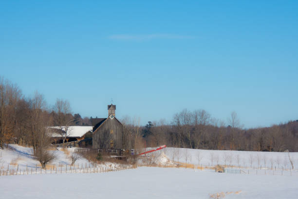 paisaje rural con granja y vacas en el invierno canadiense - cattle cow hill quebec fotografías e imágenes de stock