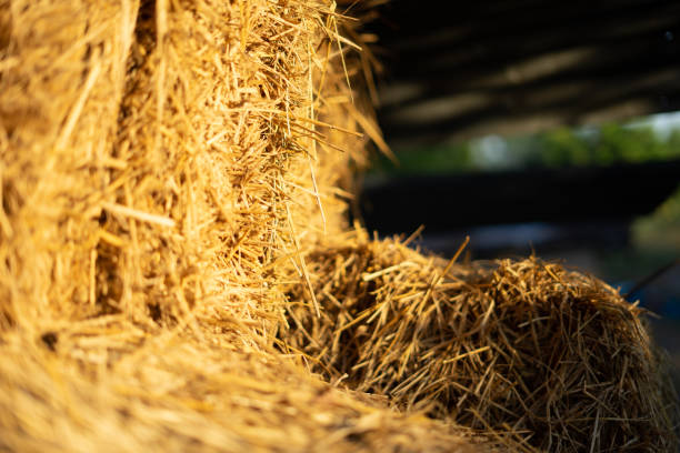 istock Straw bales collected for farming in the farmer's fields. 1365173406